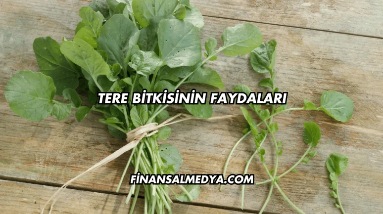 Tere Bitkisinin Faydaları