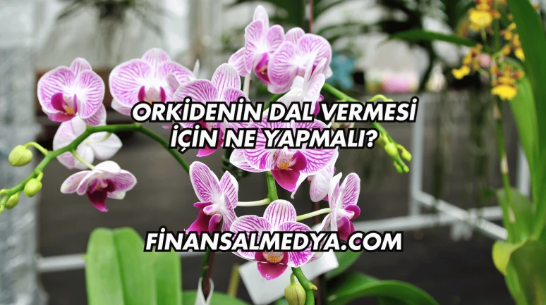 Orkidenin Dal Vermesi İçin Ne Yapmalı?