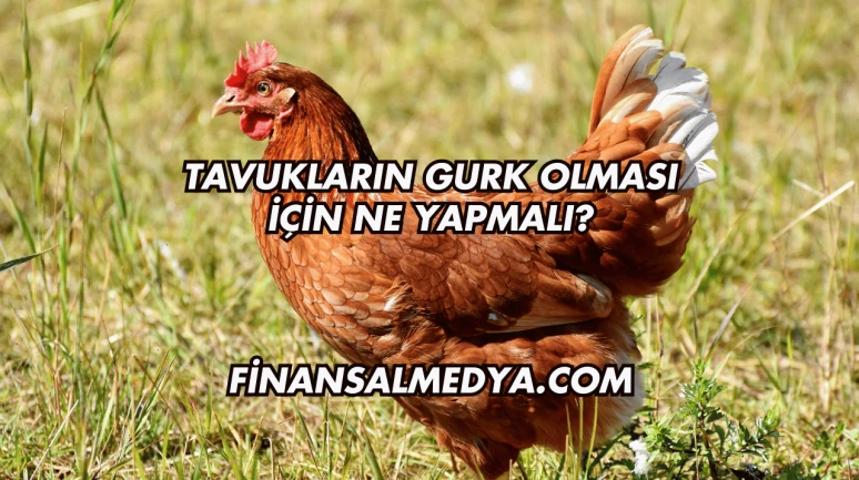 Tavukların Gurk Olması İçin Ne Yapmalı?