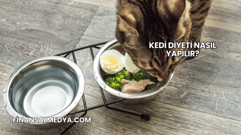 Kedi Diyeti Nasıl Yapılır?