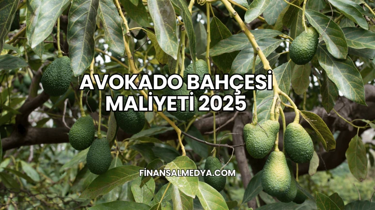 Avokado Bahçesi Maliyeti 2025