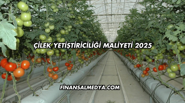 Çilek Yetiştiriciliği Maliyeti 2025