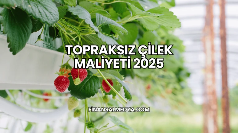 Topraksız Çilek Maliyeti 2025