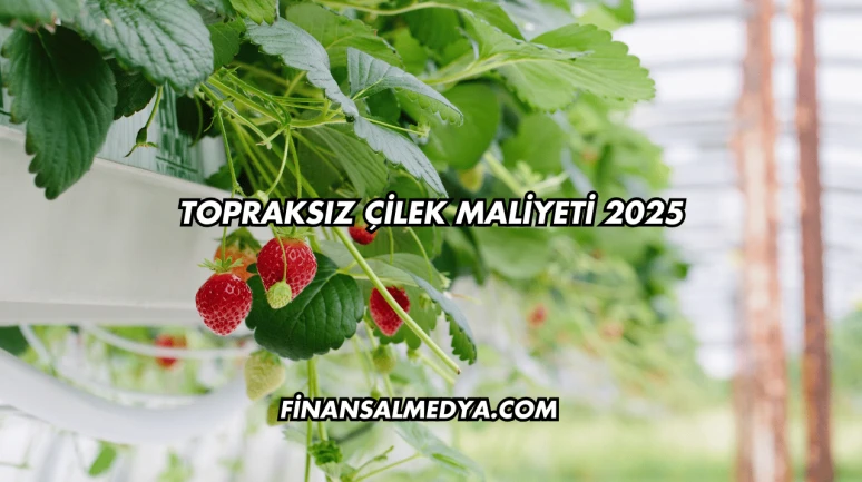 Topraksız Çilek Maliyeti 2025