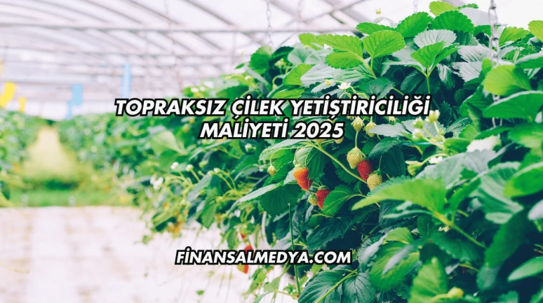 Topraksız Çilek Yetiştiriciliği Maliyeti 2025