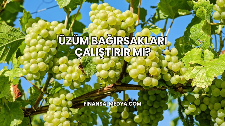 Üzüm Bağırsakları Çalıştırır mı?