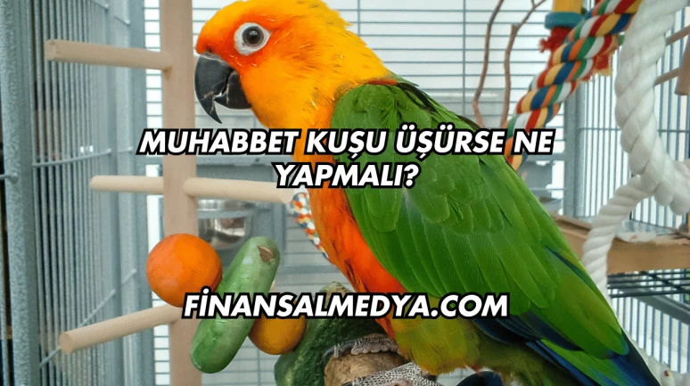 Muhabbet Kuşu Üşürse Ne Yapmalı?