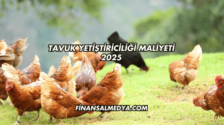 Tavuk Yetiştiriciliği Maliyeti 2025