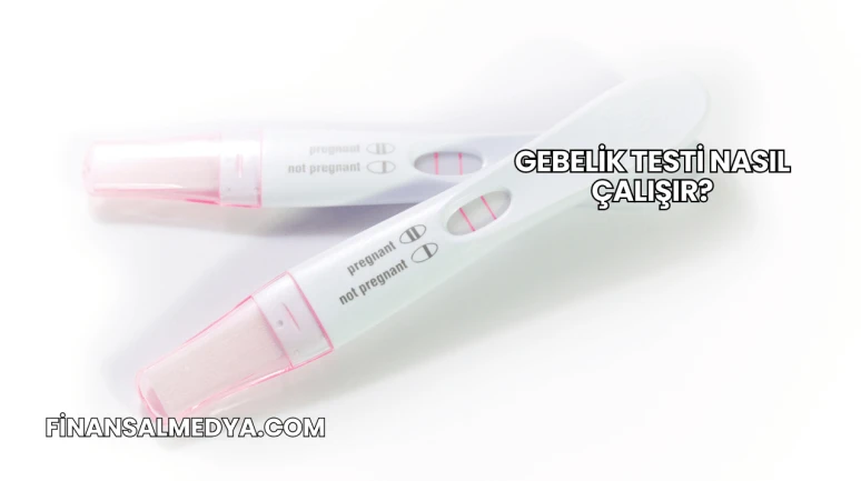 Gebelik Testi Nasıl Çalışır?